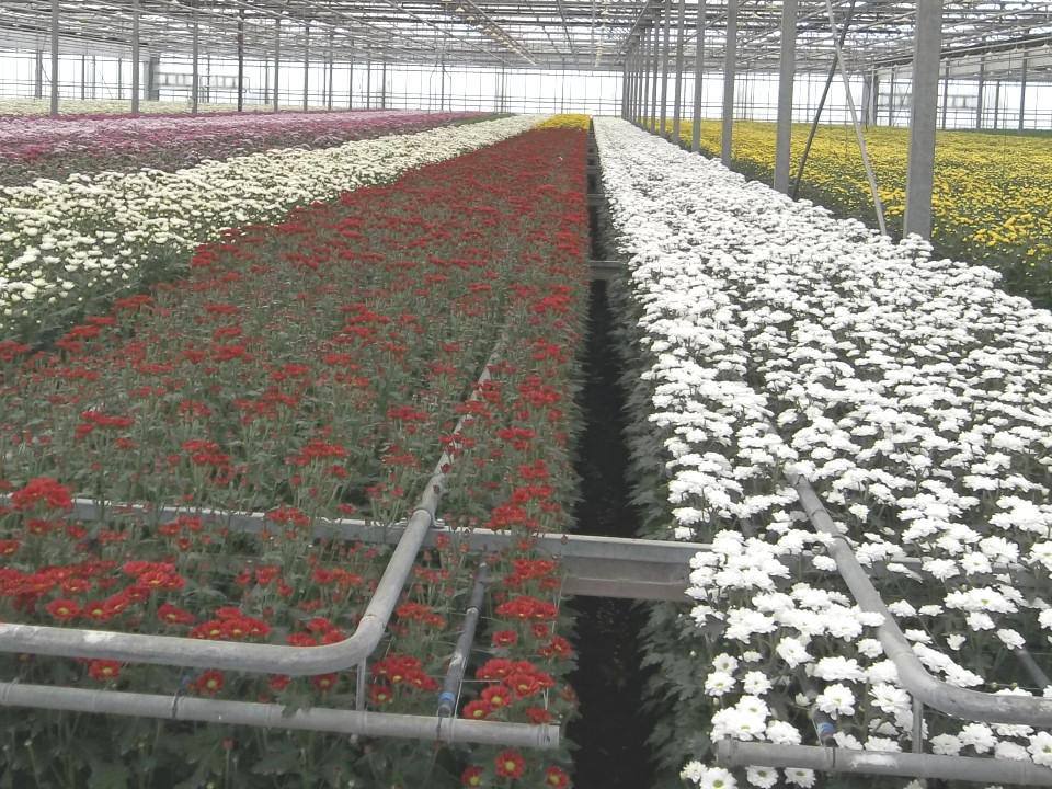 Produzione fiori in campo e in serra Piacenza